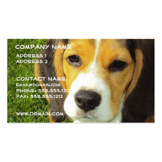 Beagle Dog Business Cards Templates Zazzle