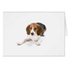 Beagle Dog Greeting Card