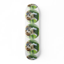 Beagle Dog on a Skateboard