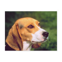 Beagle Dog Post Cards