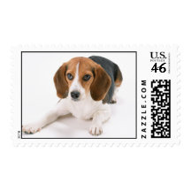 Beagle Dog Postage Stamp