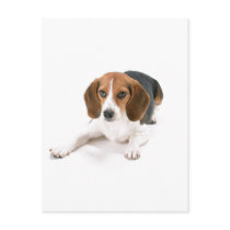 Beagle Dog Postcard