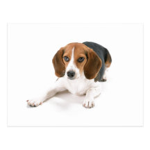 Beagle Dog Postcard