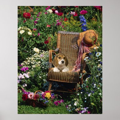 Beagle Garden Poster by normagolden