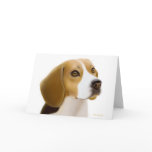 Beagle Greeting Card