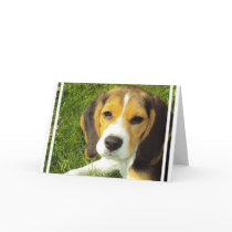 Beagle Greeting Cards