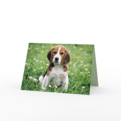 Beagle Greetings Greeting Card by MuseMagic