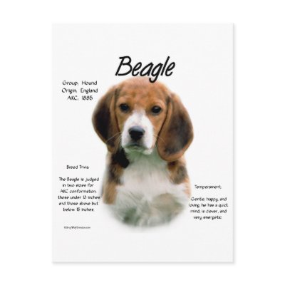 Beagle History Design Post Card by GreyWolfCreation