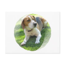 Beagle Hound Dog Postcard