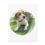 Beagle Hound Dog Postcard