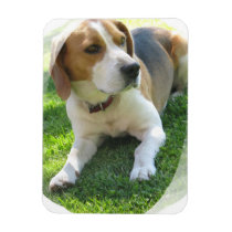 Beagle Hound Dog Premium Magnet