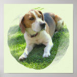 Beagle Hound Dog Print