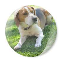 Beagle Hound Dog Round Magnet