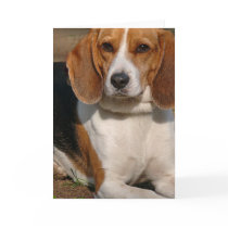 Beagle Hound Greeting Card