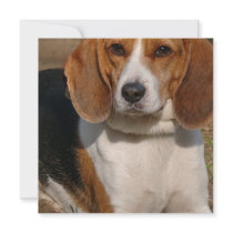 Beagle Hound Invitation