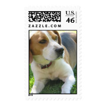 Beagle Hound Postage Stamp