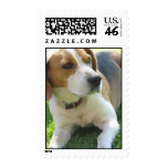 Beagle Hound Postage Stamp