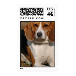 Beagle Hound Postage Stamp