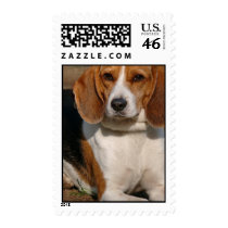 Beagle Hound Postage Stamp