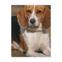 Beagle Hound Postcard