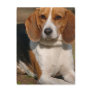 Beagle Hound Postcard