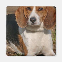 Beagle Hound Square Magnet
