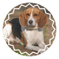 Beagle Hound Stickers