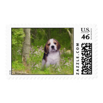 Beagle In Forest Postage