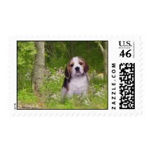 Beagle In Forest Postage