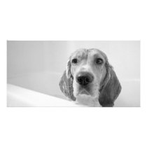 Beagle in the Bathtub Customized Photo Card
