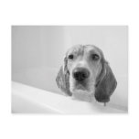 Beagle in the Bathtub Post Card