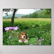 Beagle In The Meadow Poster