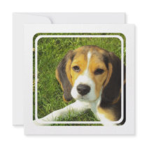 Beagle Invitation