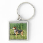 Beagle Keychain featuring Cooper