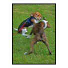 postcard - In a blur of motion, the beagle knocks out the competition for the first time in history at the Westminster Kennel Club Dog Show!  As depicted in this image, beagles around the world gave their non-beagle pack members a good knock out punch in their excitement of Uno's winning the Best in Show title.  Uno, the Beagle, got a standing ovation as he was announced as the winner by the judge. He was also the first beagle to win in the hound group at Westminster.  Beagles around the world cheer their hero, Uno.  Congratulations to Uno, the beagle, and his entire breed!   Beagle Alert    Beagles are popular as pets because of their size, even temper, and lack of inherited health problems. These characteristics also make them the dog of choice for animal testing.  Click here to watch a video on   "Animal Experimentation - Vivisection - Dogs Beagles".     CC,  Image:  Case Rum