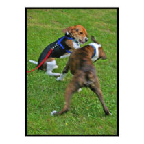 Beagle Knocks Out Competition... posters by beverlytazangel Beagle Knocks Out Competition... posters