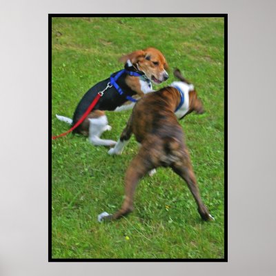 Beagle  Knocks Out Competition... Poster by beverlytazangel