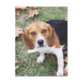 Beagle Lover's Pretty As A Pic Post Cards