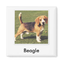 Beagle Magnet by vicki_cacciatore Beagle Magnet