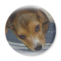 Beagle Magnet 3