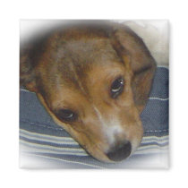 Beagle Magnet 4