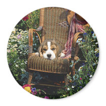 Beagle Magnet In Garden Chair by normagolden Beagle Magnet In Garden Chair