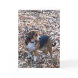 Beagle On A Greeting Card - Cooper In The Leaves
