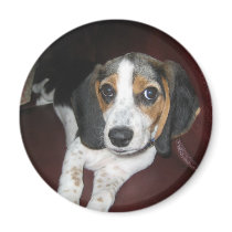Beagle on a Sunday magnets