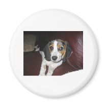 Beagle on a Sunday Magnet