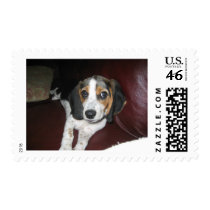 Beagle on a Sunday postage