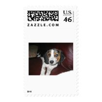 Beagle on a Sunday postage