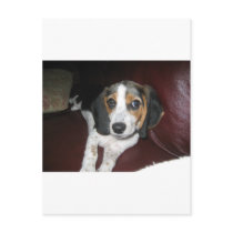 Beagle on a Sunday Postcard