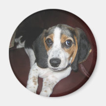 Beagle on a Sunday Refrigerator Magnets