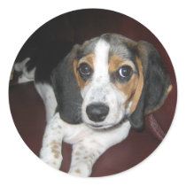 Beagle on a Sunday Round Stickers